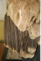 bird feathers 0008